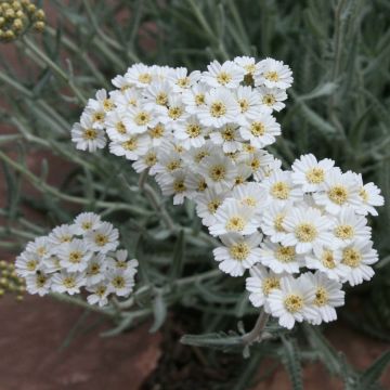 Siankärsämö - Achillea x kellereri
