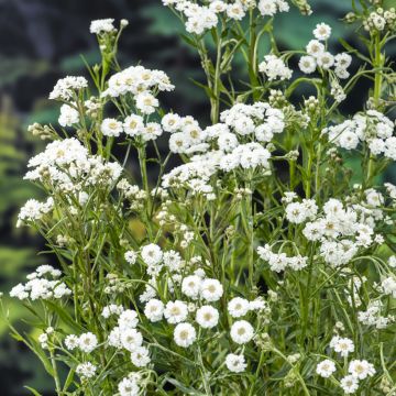 Ojakärsämö - Achillea ptarmica