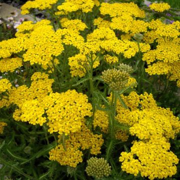Kivikärsämö - Achillea tomentosa