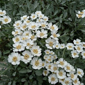 Siankärsämö - Achillea umbellata