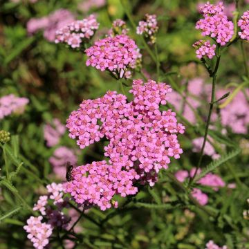 Nauhakärsämö - Achillea asplenifolia