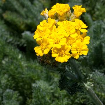 Kivikärsämö Aurea