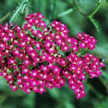 Siankärsämö Red Beauty