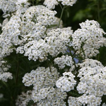 Siankärsämö Schneetaler