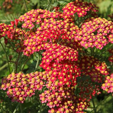 Siankärsämö Paprika