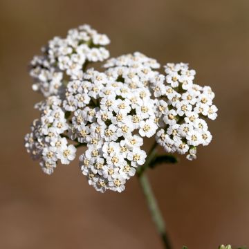 Siankärsämö - Achillea odorata