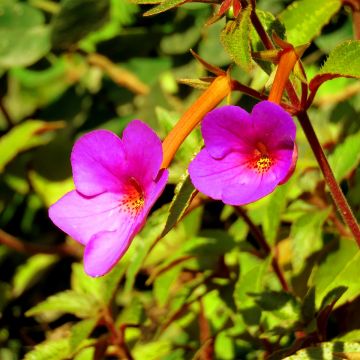 Torpankukka Rose