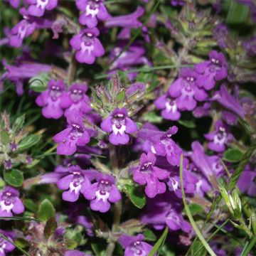 Alppikäenminttu - Acinos alpinus