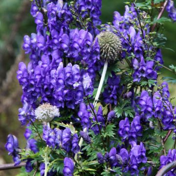 Ukonhatu - Aconitum pubiceps