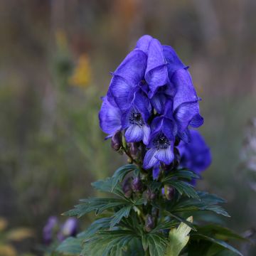 Syysukonhattu - Aconitum fischeri