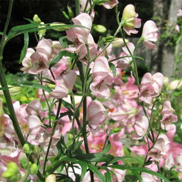 Syysukonhattu Pink Sensation