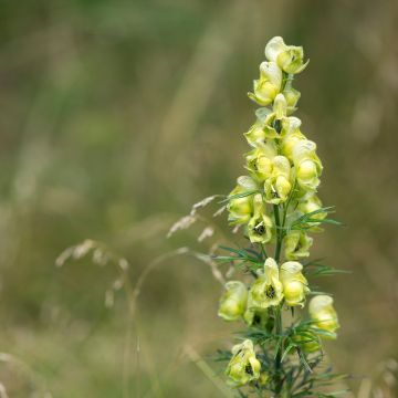 Kuu-ukonhattu - Aconitum anthora