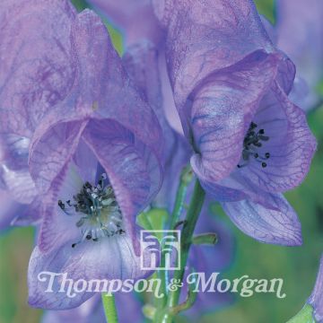 Syysukonhattu (siemenet) - Aconitum carmichaelii
