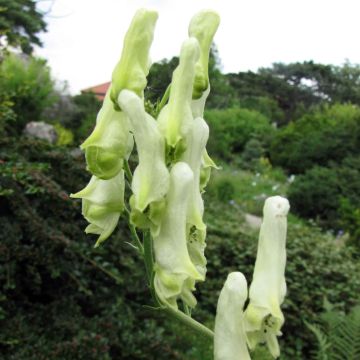 Ukonhatu - Aconitum lamarckii