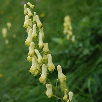 Etelänukonhattu - Aconitum lycoctonum subsp. neapolitanum