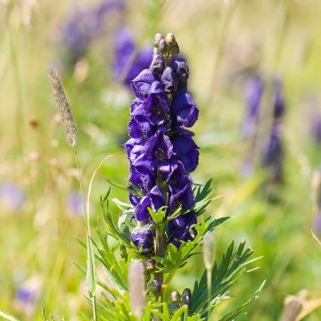 Aitoukonhattu - Aconitum napellus