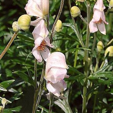 Aitoukonhattu Rubellum