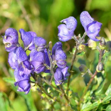 Huppu-ukonhattu - Aconitum napellus subsp. vulgare