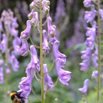 Ukonhatu - Aconitum scaposum