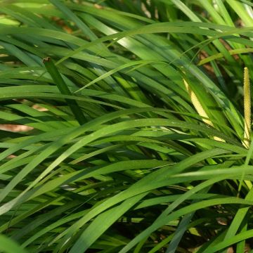 Heinäkalmojuuri - Acorus gramineus