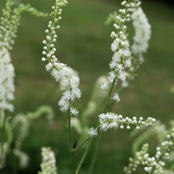 Amurinkimikki - Actaea dahurica