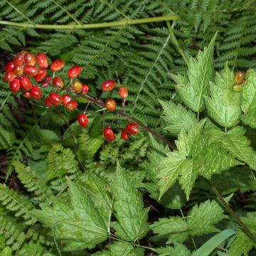 Lännenkonnanmarja - Actaea rubra