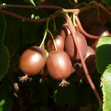 Minikiivi var. purpurea emikasvi