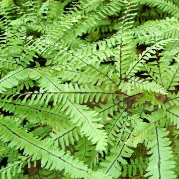 Tarha-adiantumi Imbricatum