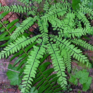 Tarha-adiantumi - Adiantum pedatum