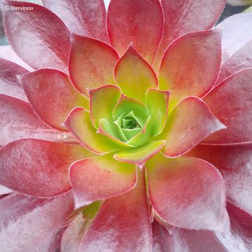 Loistomehipuu Phoenix Flame