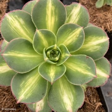 Loistomehipuu Starburst