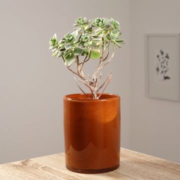 Kalvasmehipuu - Aeonium haworthii