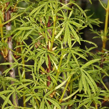 Hevoskastanja Digitata