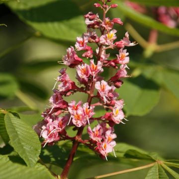 Hevoskastanja - Aesculus x bushii