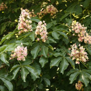 Punahevoskastanja Plantierensis