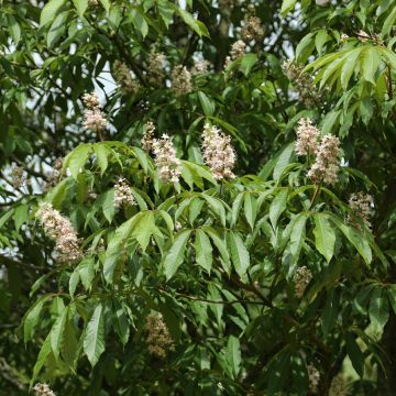Kiinanhevoskastanja - Aesculus chinensis