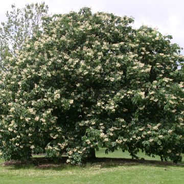 Hevoskastanja - Aesculus hippocastanum + flava
