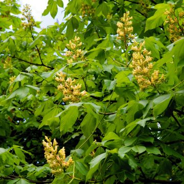 Keltahevoskastanja - Aesculus flava