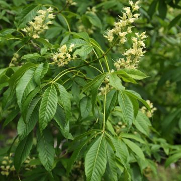Ohionhevoskastanja - Aesculus glabra var. arguta