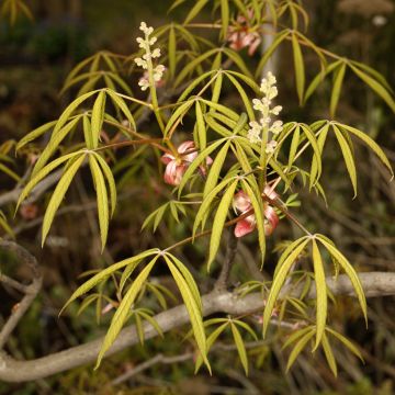 Hevoskastanja - Aesculus x glaucescens