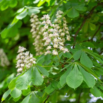 Hevoskastanja - Aesculus hippocastanum
