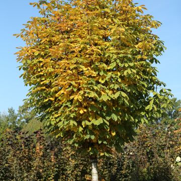 Hevoskastanja Umbraculifera
