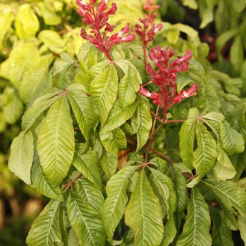 Hurmehevoskastanja Humilis