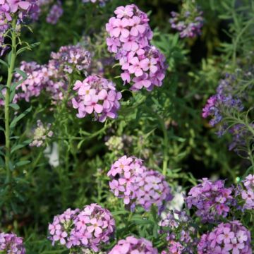 Pikkukalliolitukki Warley Ruber