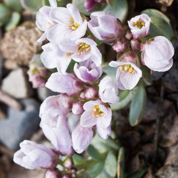 Kalliolituki - Aethionema oppositifolium