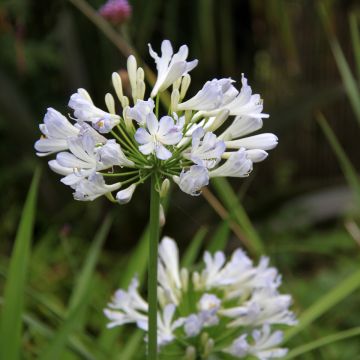 Sinisarja Phantom