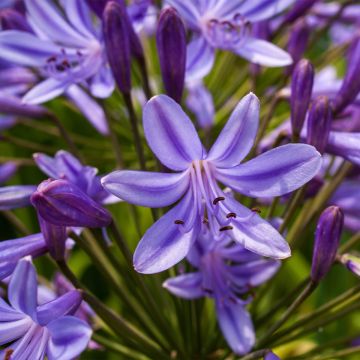 Sinisarja Purple Heart