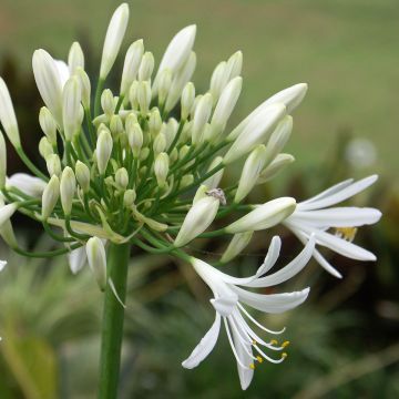 Sinisarja White Baby