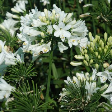 Sinisarja Ever White