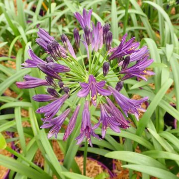 Afrikansinisarja Pitchoune Violet